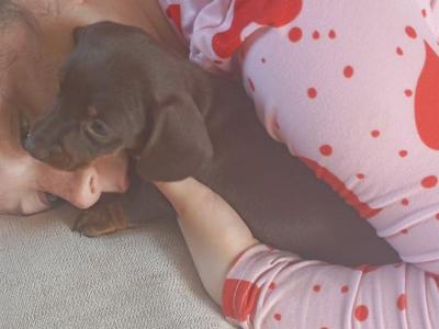 Miniature female Dachshund puppy in Dublin