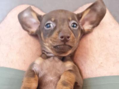Miniature female Dachshund puppy in Dublin