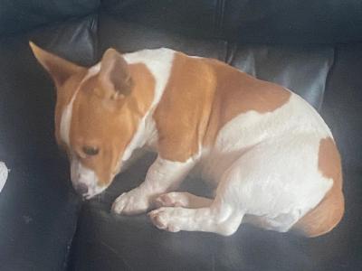 Male Jack Russell puppy in Galway