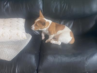 Male Jack Russell puppy in Galway