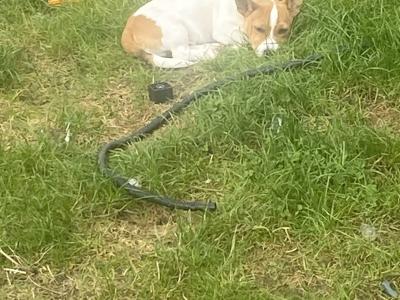 Male Jack Russell puppy in Galway