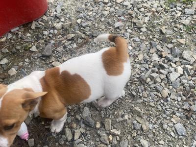 Male Jack Russell puppy in Galway