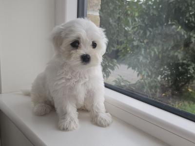 Purebred Maltese puppies in Meath