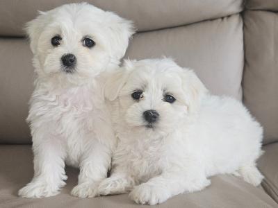 Purebred Maltese puppies in Meath