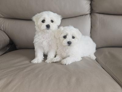 Purebred Maltese puppies in Meath