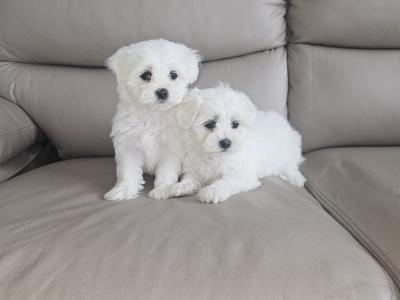 Purebred Maltese puppies in Meath