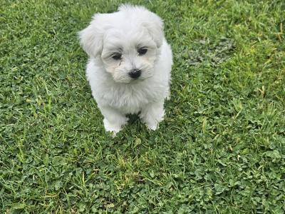 Purebred Maltese puppies in Meath