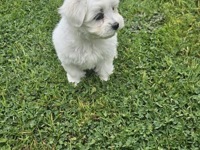 Purebred Maltese puppies in Meath