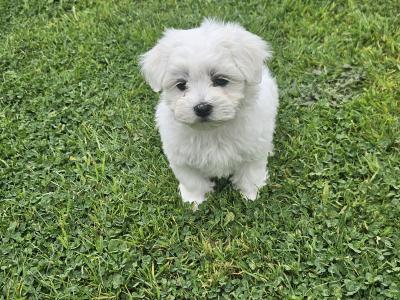 Purebred Maltese puppies in Meath