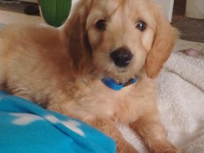 F1 male Goldendoodle puppy in Dublin