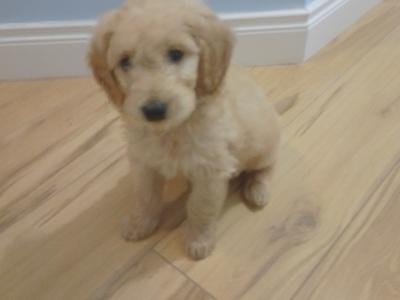 F1 male Goldendoodle puppy in Dublin