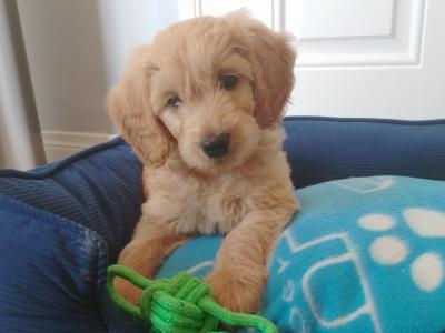 F1 male Goldendoodle puppy in Dublin
