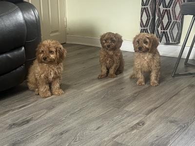 Top class Cavapoo puppies (Rare Colours ))🐶🐶 in Kilkenny