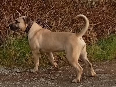 Sabbs registered female Boerboel puppy 15 months old in Tipperary Top Pedigree