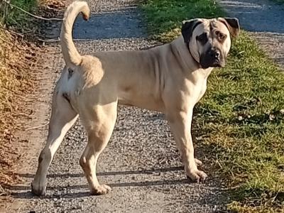 Sabbs registered female Boerboel puppy 15 months old in Tipperary Top Pedigree