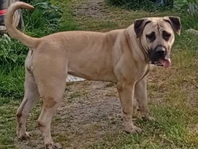 Sabbs registered female Boerboel puppy 15 months old in Tipperary Top Pedigree