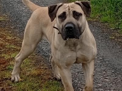 Sabbs registered female Boerboel puppy 15 months old in Tipperary Top Pedigree