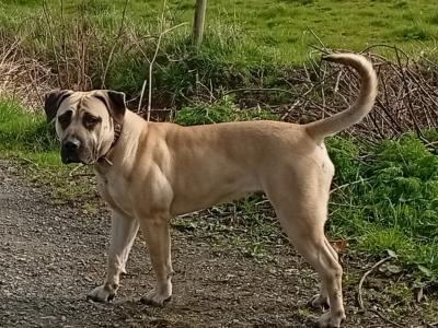 Sabbs registered female Boerboel puppy 15 months old in Tipperary Top Pedigree