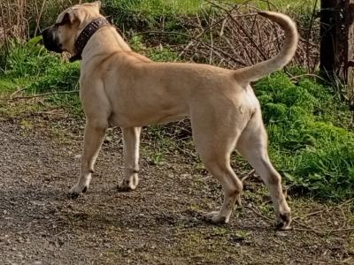 Sabbs registered female Boerboel puppy 15 months old in Tipperary Top Pedigree
