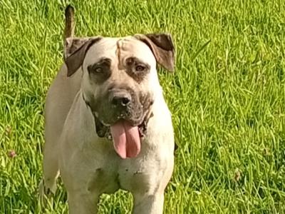 Sabbs registered female Boerboel puppy 15 months old in Tipperary Top Pedigree