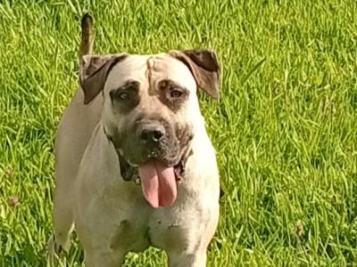 Sabbs registered female Boerboel puppy 15 months old in Tipperary Top Pedigree