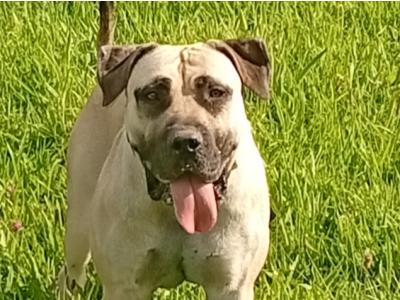 Sabbs registered female Boerboel puppy 15 months old in Tipperary Top Pedigree