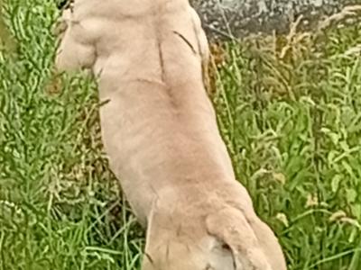 Sabbs registered female Boerboel puppy 15 months old in Tipperary Top Pedigree