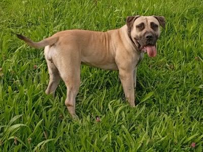 Sabbs registered female Boerboel puppy 15 months old in Tipperary Top Pedigree