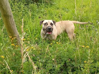 Sabbs registered female Boerboel puppy 15 months old in Tipperary Top Pedigree