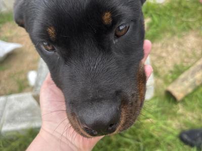 Beautiful female Rottweiler puppy 5 months old for sale in Louth