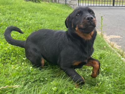 Beautiful female Rottweiler puppy 5 months old for sale in Louth