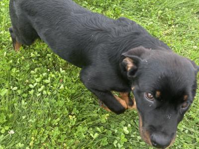 Beautiful female Rottweiler puppy 5 months old for sale in Louth