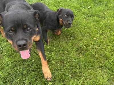 Beautiful female Rottweiler puppy 5 months old for sale in Louth