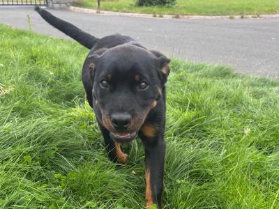 Beautiful female Rottweiler puppy 5 months old for sale in Louth