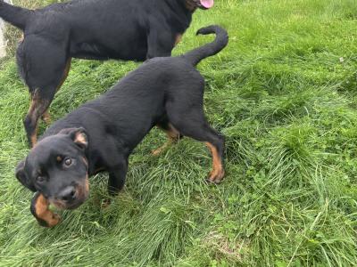Beautiful female Rottweiler puppy 5 months old for sale in Louth