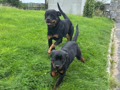 Beautiful female Rottweiler puppy 5 months old for sale in Louth