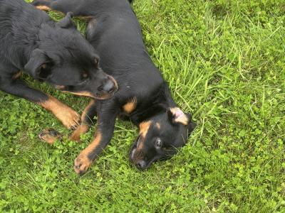 Beautiful female Rottweiler puppy 5 months old for sale in Louth