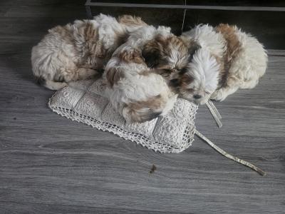 Shih Tzu x Bichon Frise puppies (Shichon) in Sligo