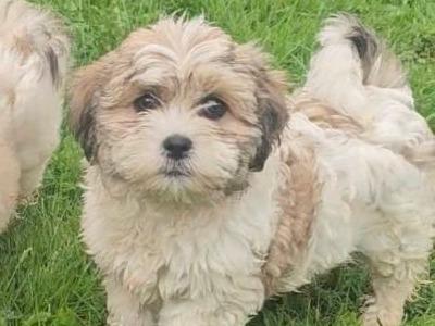 Shih Tzu x Bichon Frise puppies (Shichon) in Sligo