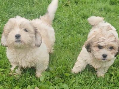 Shih Tzu x Bichon Frise puppies (Shichon) in Sligo