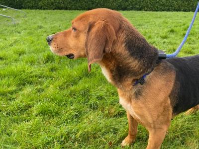 Male IKC Kerry Beagle in Donegal
