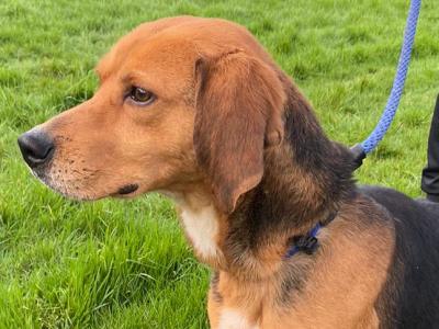 Male IKC Kerry Beagle in Donegal