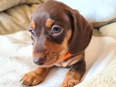 IKC Registered Smooth / Longhaired Dashaund puppies in Dublin