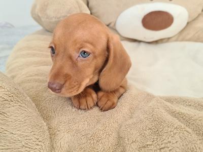IKC Registered Smooth / Longhaired Dashaund puppies in Dublin
