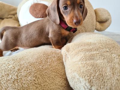 IKC Registered Smooth / Longhaired Dashaund puppies in Dublin