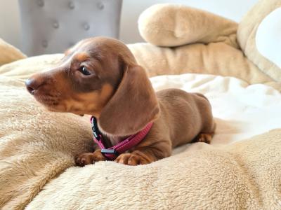 IKC Registered Smooth / Longhaired Dashaund puppies in Dublin