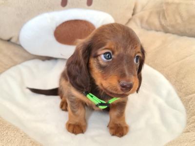 IKC Registered Smooth / Longhaired Dashaund puppies in Dublin