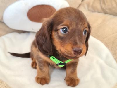 IKC Registered Smooth Haired Dashaund puppies in Dublin - €1200