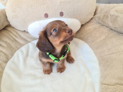 IKC Registered Smooth / Longhaired Dashaund puppies in Dublin