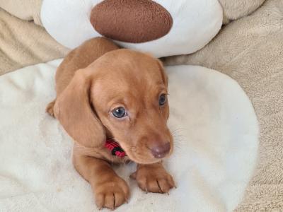 IKC Registered Smooth / Longhaired Dashaund puppies in Dublin